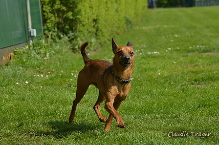 Jederhundrennen / Bild 47 von 516 / 01.05.2017 10:59 / DSC_6841.JPG