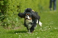 Jederhundrennen / Bild 50 von 516 / 01.05.2017 11:01 / DSC_6858.JPG