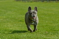 Jederhundrennen / Bild 56 von 516 / 01.05.2017 11:03 / DSC_6901.JPG