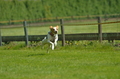 Jederhundrennen / Bild 74 von 516 / 01.05.2017 11:09 / DSC_6980.JPG