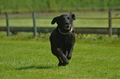 Jederhundrennen / Bild 77 von 516 / 01.05.2017 11:11 / DSC_6989.JPG