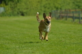 Jederhundrennen / Bild 78 von 516 / 01.05.2017 11:12 / DSC_6999.JPG