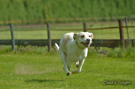 Jederhundrennen / Bild 85 von 516 / 01.05.2017 11:14 / DSC_7016.JPG