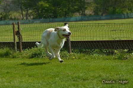 Jederhundrennen / Bild 86 von 516 / 01.05.2017 11:15 / DSC_7022.JPG