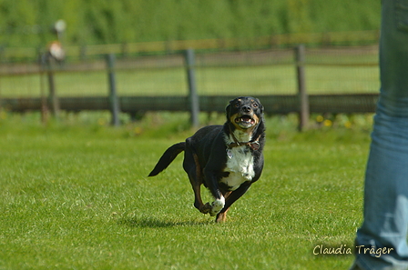 Jederhundrennen / Bild 99 von 516 / 01.05.2017 11:20 / DSC_7061.JPG