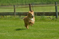 Jederhundrennen / Bild 118 von 516 / 01.05.2017 11:26 / DSC_7130.JPG