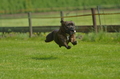 Jederhundrennen / Bild 140 von 516 / 01.05.2017 11:34 / DSC_7212.JPG