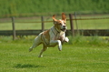 Jederhundrennen / Bild 144 von 516 / 01.05.2017 11:35 / DSC_7230.JPG