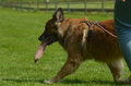 Jederhundrennen / Bild 158 von 516 / 01.05.2017 11:40 / DSC_7285.JPG