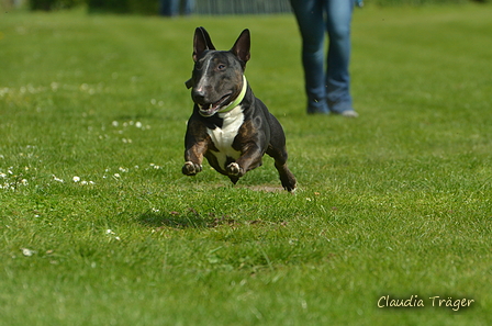 Jederhundrennen / Bild 159 von 516 / 01.05.2017 11:40 / DSC_7288.JPG