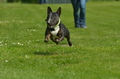 Jederhundrennen / Bild 159 von 516 / 01.05.2017 11:40 / DSC_7288.JPG