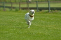 Jederhundrennen / Bild 161 von 516 / 01.05.2017 11:42 / DSC_7301.JPG