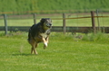 Jederhundrennen / Bild 164 von 516 / 01.05.2017 11:43 / DSC_7308.JPG