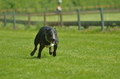 Jederhundrennen / Bild 169 von 516 / 01.05.2017 11:44 / DSC_7332.JPG