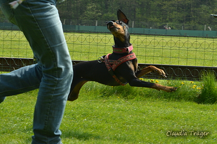 Jederhundrennen / Bild 180 von 516 / 01.05.2017 11:48 / DSC_7400.JPG