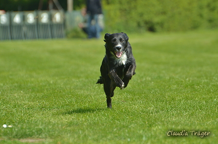 Jederhundrennen / Bild 182 von 516 / 01.05.2017 11:49 / DSC_7413.JPG