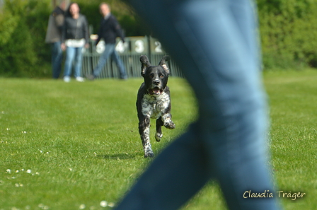 Jederhundrennen / Bild 187 von 516 / 01.05.2017 11:50 / DSC_7428.JPG