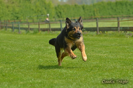 Jederhundrennen / Bild 193 von 516 / 01.05.2017 11:54 / DSC_7460.JPG