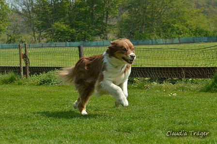 Jederhundrennen / Bild 195 von 516 / 01.05.2017 11:55 / DSC_7476.JPG