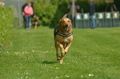 Jederhundrennen / Bild 251 von 516 / 01.05.2017 12:16 / DSC_7719.JPG