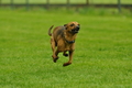 Jederhundrennen / Bild 325 von 516 / 01.05.2017 14:05 / DSC_1903.JPG