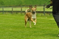 Jederhundrennen / Bild 354 von 516 / 01.05.2017 14:20 / DSC_2033.JPG