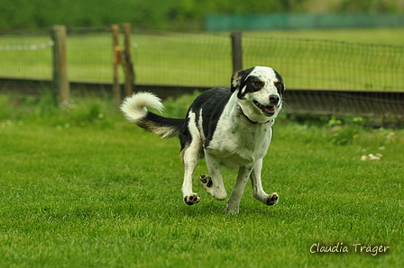 Jederhundrennen / Bild 383 von 516 / 01.05.2017 14:38 / DSC_2189.JPG