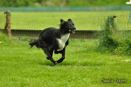 Jederhundrennen / Bild 394 von 516 / 01.05.2017 14:43 / DSC_2229.JPG