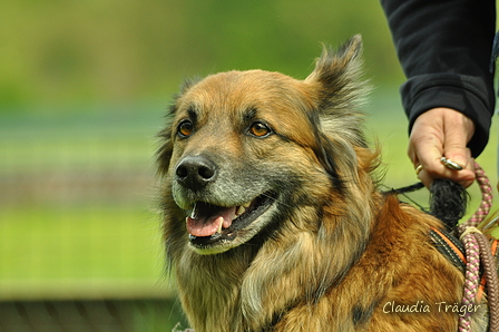 Jederhundrennen / Bild 400 von 516 / 01.05.2017 14:45 / DSC_2257.JPG