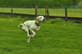 Jederhundrennen / Bild 405 von 516 / 01.05.2017 14:47 / DSC_2274.JPG