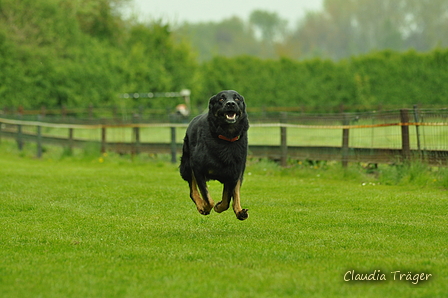 Jederhundrennen / Bild 454 von 516 / 01.05.2017 15:11 / DSC_2545.JPG