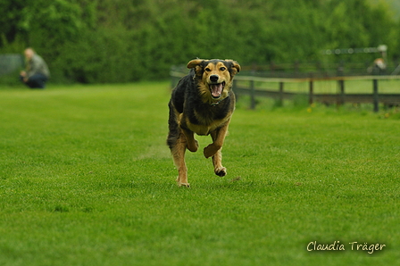 Jederhundrennen / Bild 481 von 516 / 01.05.2017 15:18 / DSC_2644.JPG