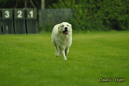 Jederhundrennen / Bild 483 von 516 / 01.05.2017 15:20 / DSC_2663.JPG