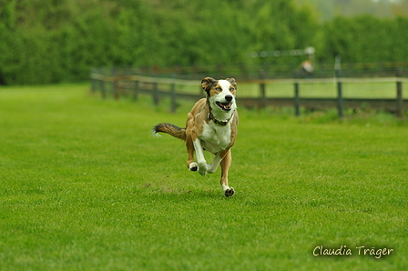 Jederhundrennen / Bild 507 von 516 / 01.05.2017 15:27 / DSC_2758.JPG