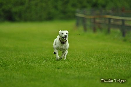 Jederhundrennen / Bild 508 von 516 / 01.05.2017 15:27 / DSC_2764.JPG