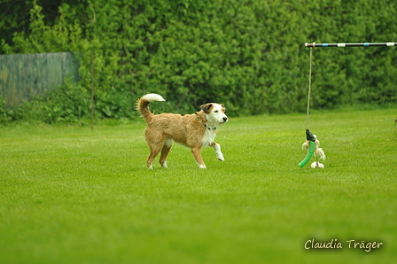 Jederhundrennen / Bild 510 von 516 / 01.05.2017 15:29 / DSC_2777.JPG