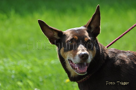 Kelpie-Umtrieb / Bild 2 von 90 / 17.08.2014 11:44 / DSC_3068.JPG