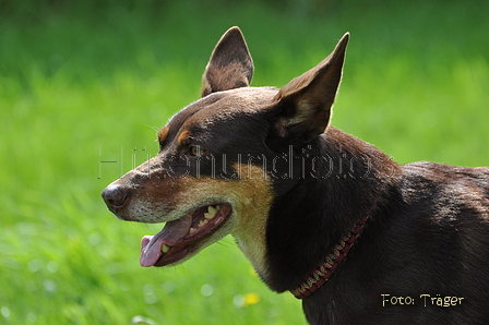 Kelpie-Umtrieb / Bild 3 von 90 / 17.08.2014 11:44 / DSC_3070.JPG