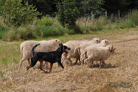 Kelpie-Umtrieb / Bild 6 von 90 / 17.08.2014 11:49 / DSC_3196.JPG