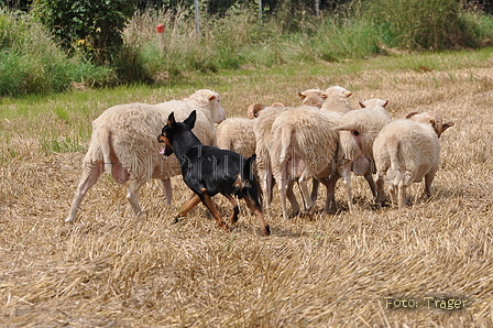 Kelpie-Umtrieb / Bild 7 von 90 / 17.08.2014 11:49 / DSC_3204.JPG