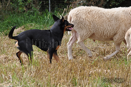 Kelpie-Umtrieb / Bild 9 von 90 / 17.08.2014 11:50 / DSC_3252.JPG