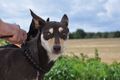 Kelpie-Umtrieb / Bild 26 von 90 / 17.08.2014 12:06 / DSC_5805.JPG