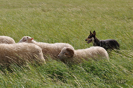 Kelpie-Umtrieb / Bild 29 von 90 / 17.08.2014 12:35 / DSC_3713.JPG