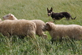 Kelpie-Umtrieb / Bild 30 von 90 / 17.08.2014 12:35 / DSC_3731.JPG