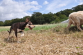 Kelpie-Umtrieb / Bild 31 von 90 / 17.08.2014 12:37 / DSC_6061.JPG