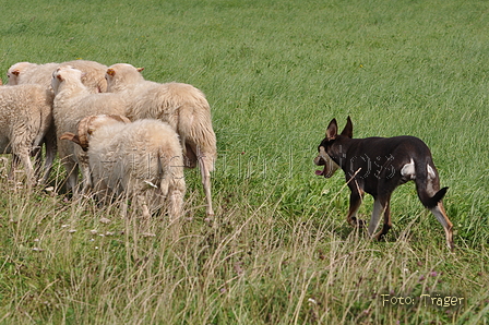 Kelpie-Umtrieb / Bild 41 von 90 / 17.08.2014 12:40 / DSC_3837.JPG