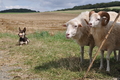 Kelpie-Umtrieb / Bild 49 von 90 / 17.08.2014 12:46 / DSC_6133.JPG