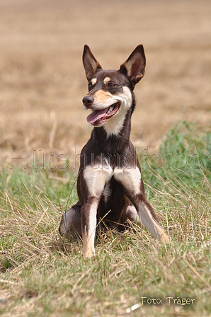 Kelpie-Umtrieb / Bild 51 von 90 / 17.08.2014 12:46 / DSC_3979.JPG