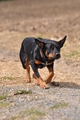 Kelpie-Umtrieb / Bild 53 von 90 / 17.08.2014 12:47 / DSC_3993.JPG