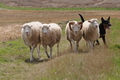 Kelpie-Umtrieb / Bild 56 von 90 / 17.08.2014 12:52 / DSC_4126.JPG